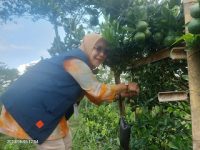 Berwisata Ke Merapi Sambil Petik Jeruk Brastagi, Asik Lho!